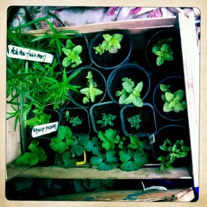 snapdragons and mint